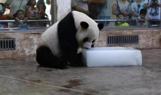 熊猫抱冰块打滚 熊猫抱冰块打滚
